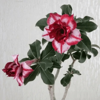 Adenium Rosy - Carnatum Bare Rooted Plant (Grafted)