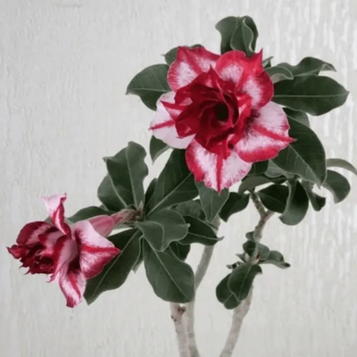 Adenium Rosy - Carnatum Bare Rooted Plant (Grafted)