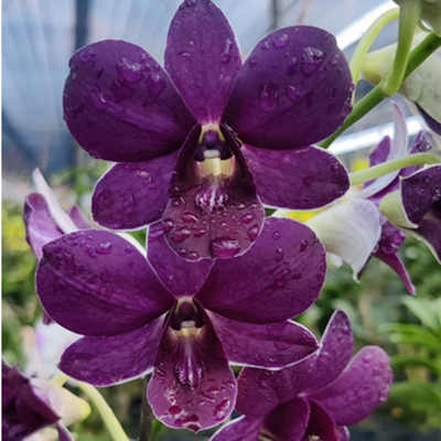 Dendrobium Blue (Blooming Size)