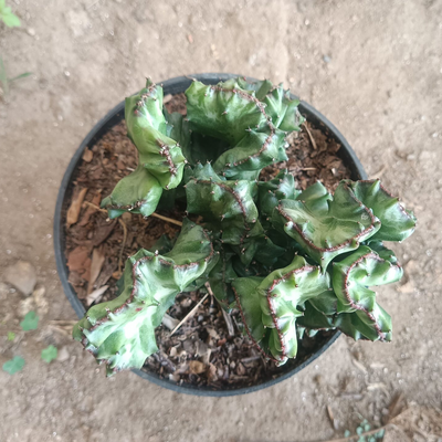 Variegated Euphorbia Lactea Cristata Cactus (Big Size)