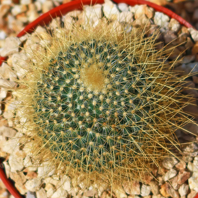 Mammillaria Pringlei Cactus (Bare Rooted)