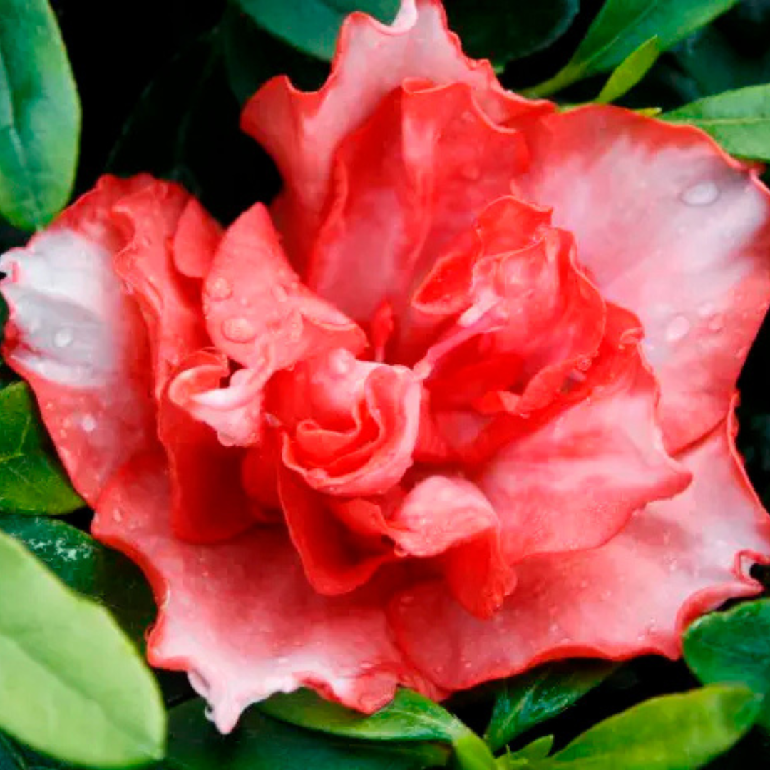 Azalea Southern Aurora