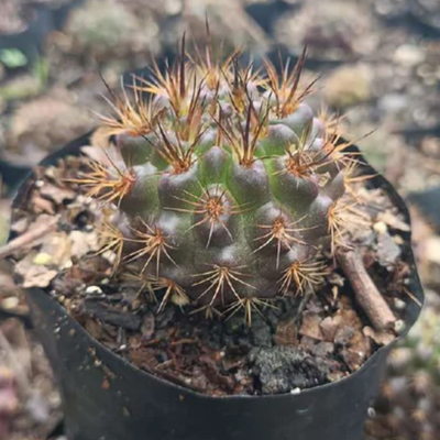 Neoporteria Eryosis Cactus (Bare Rooted)