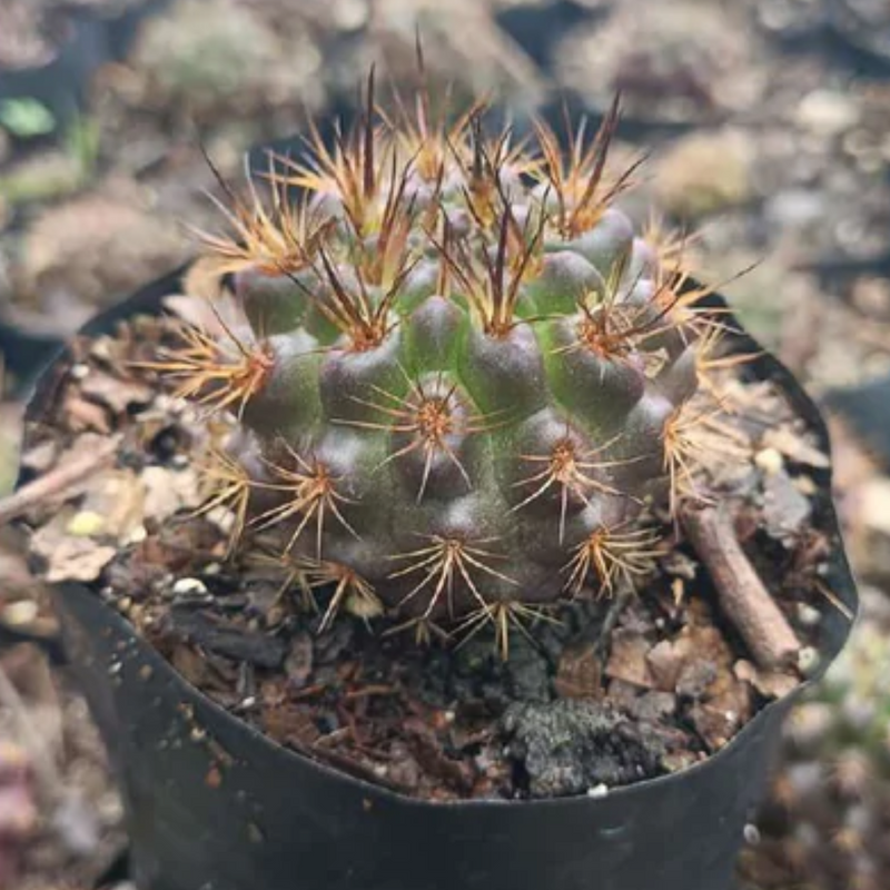 Neoporteria Eryosis Cactus (Bare Rooted)