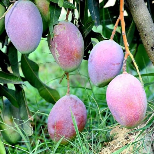 Pusa Ambika Mango Grafted Tree