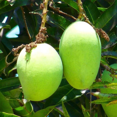 Bari 11 Mango Grafted Tree