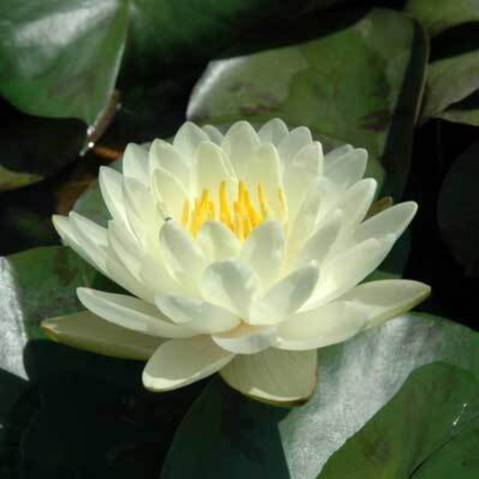 Chiffon Tropical Waterlily