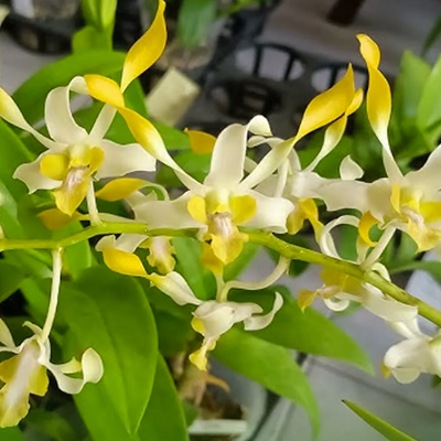 Dendrobium Chan Chao Yellow (Blooming Size)