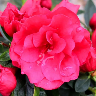 Azalea Super Red