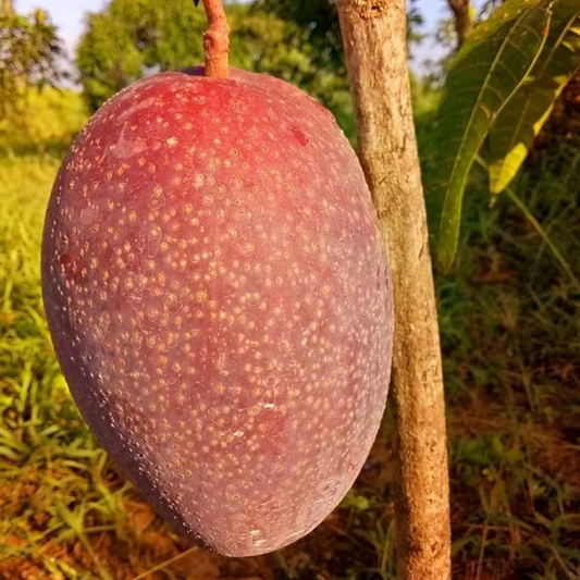 "King of Chakapat" Mango Grafted Tree