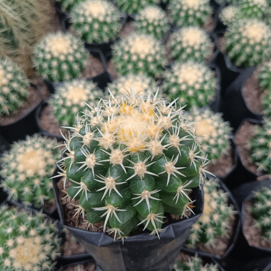 Rare Echino Curvy Spines Cactus (Bare Rooted)