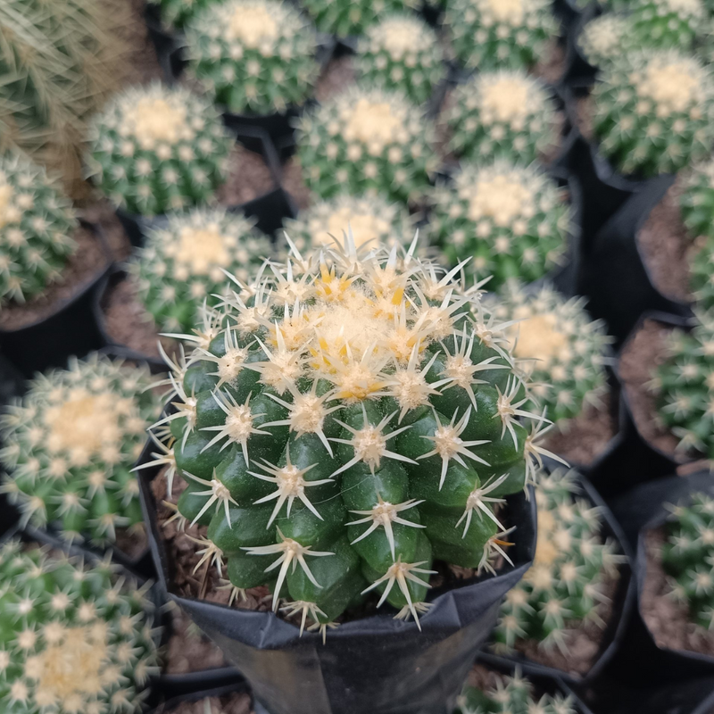 Rare Echino Curvy Spines Cactus (Bare Rooted)
