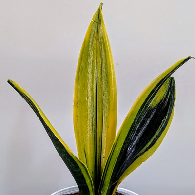 Sansevieria Flame (Potted)