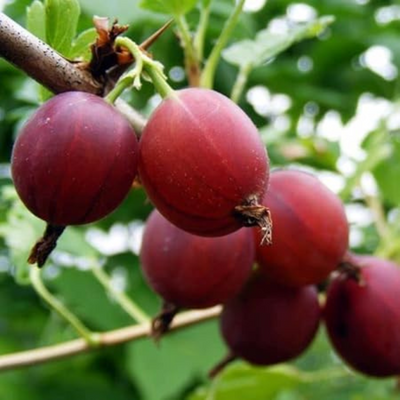 Red Amla Grafted Tree