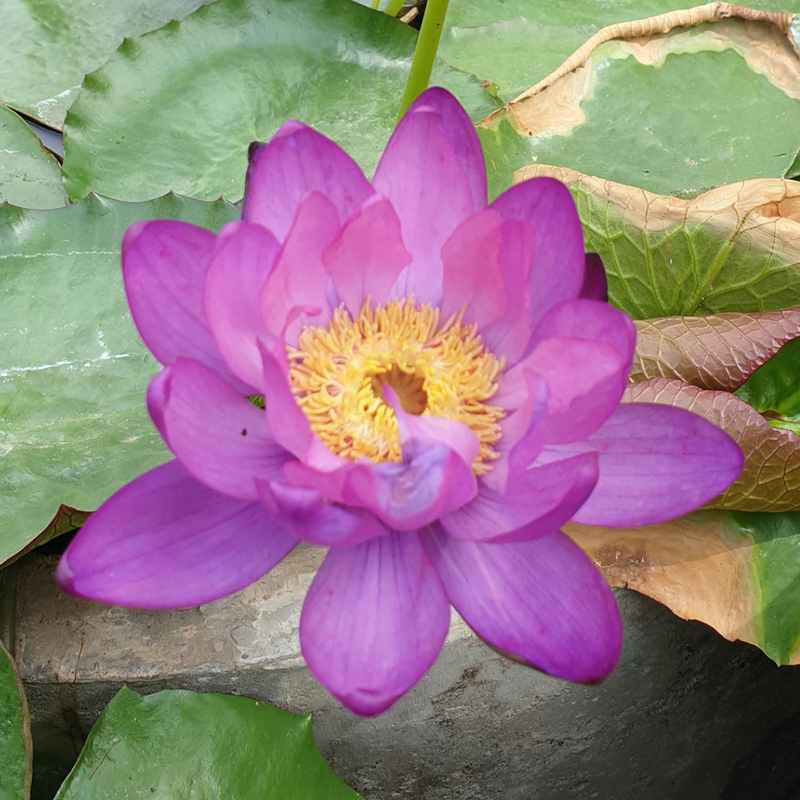 Atrans x Gigantea Tropical Waterlily