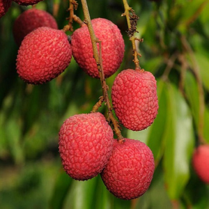 Muzaffarpur Lychee Grafted Tree
