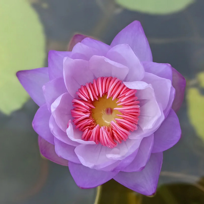 Pink Lady Australian Waterlily