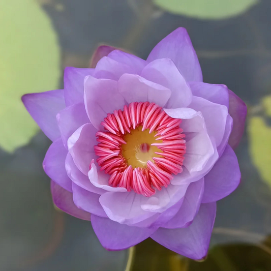 Pink Lady Australian Waterlily