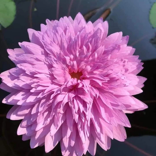 Chombu Patra Tropical Waterlily
