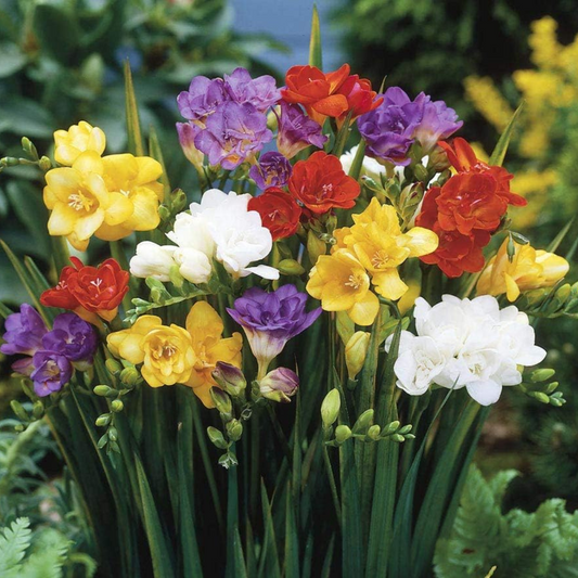 Freesia Multi Petal Bulbs- Multi Color