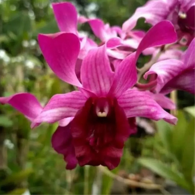 Dendrobium Indonesian Raya Red (Blooming Size)