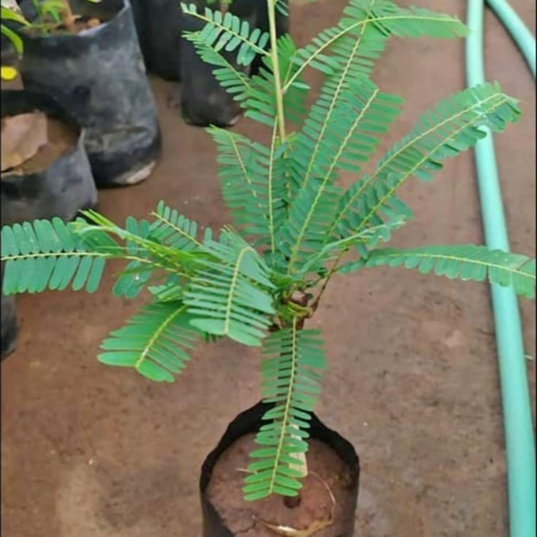 Green Amla Grafted Tree