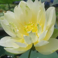 Emerald Mini bowl Lotus Tuber