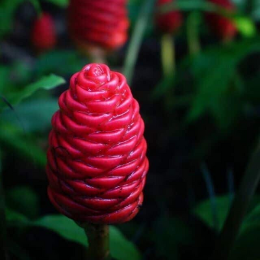 Shampoo Ginger Bulbs