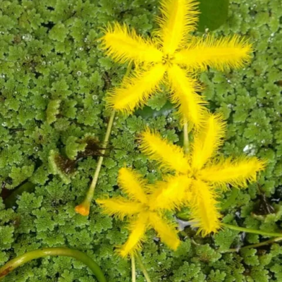 Yellow Water Snowflake