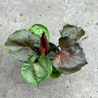 Syngonium Red Plum Allusion
