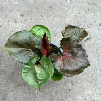 Syngonium Red Plum Allusion