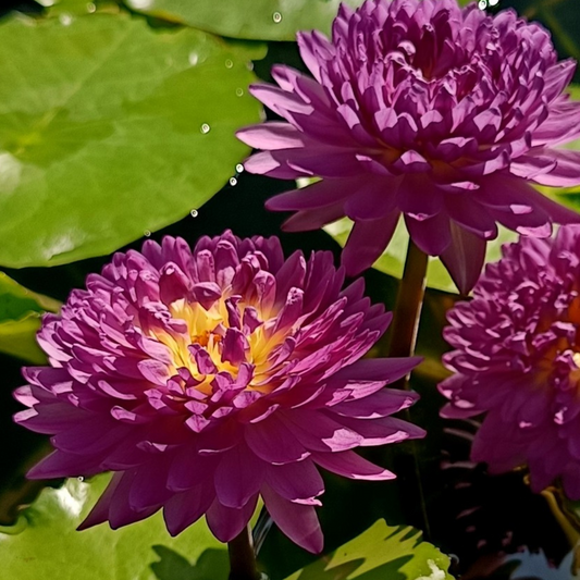 Mukda Tropical Waterlily