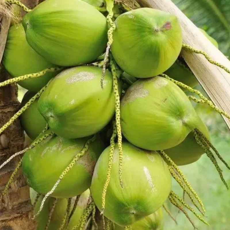 Hybrid Coconut Grafted Tree