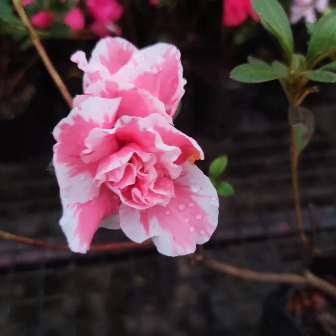 Azalea Lady Love
