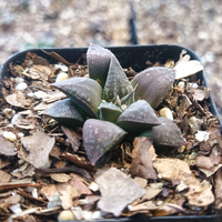 Haworthia Black Lady Hybrid (Bare Rooted)