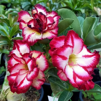 Adenium Rosy - Smoky Makeup Bare Rooted Plant (Grafted)