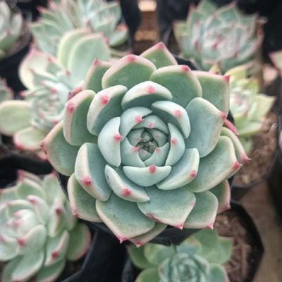 Echeveria Blue Bird (Bare Rooted)