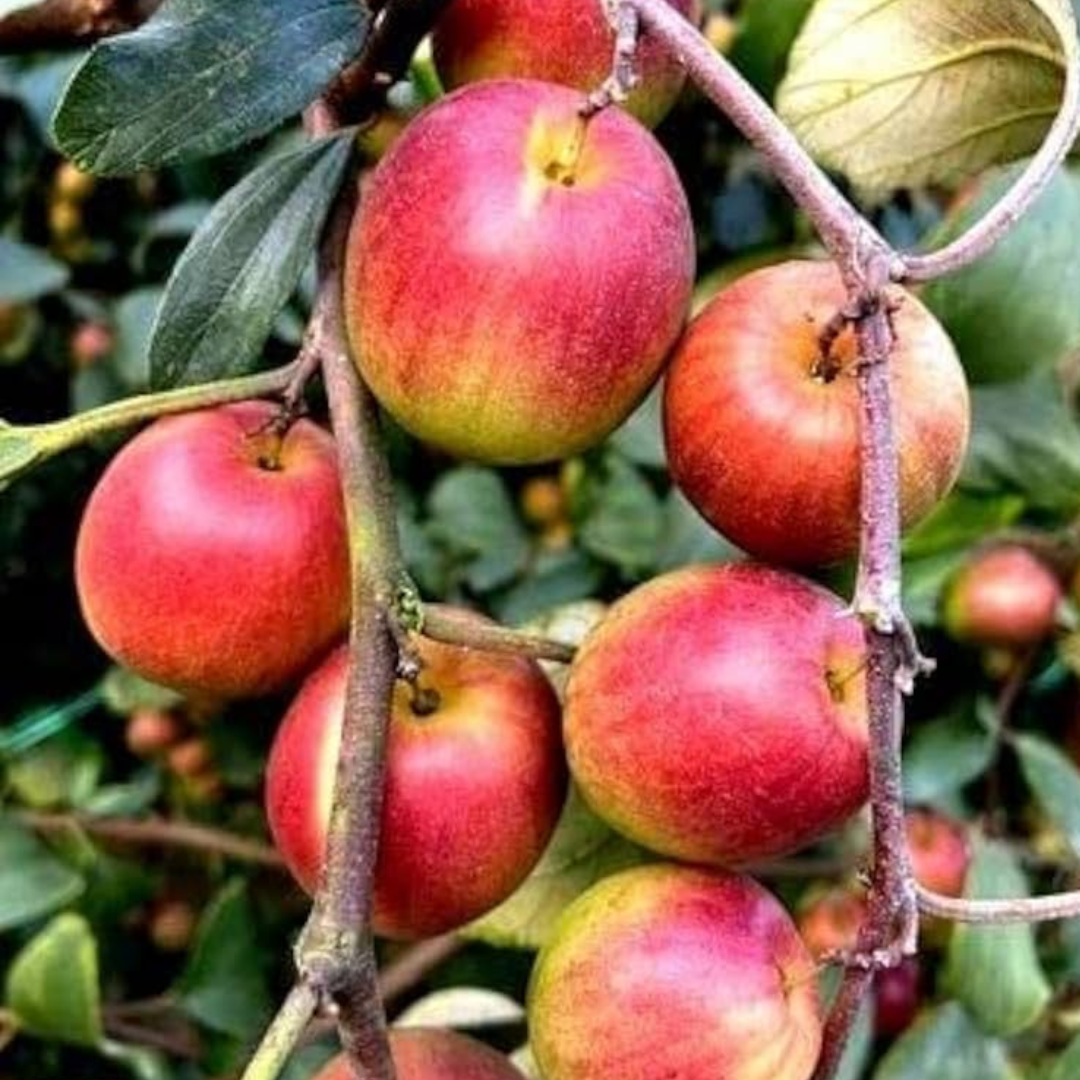 Miss India Apple Ber Grafted Tree