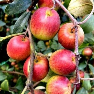 Miss India Apple Ber Grafted Tree