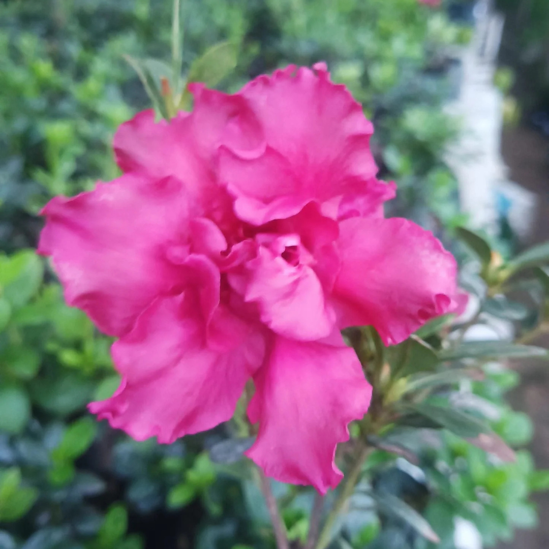 Azalea Baby Shanghai X Ruffles Plant