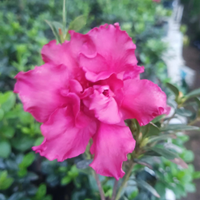 Azalea Baby Shanghai X Ruffles Plant