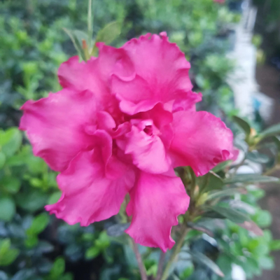 Azalea Baby Shanghai X Ruffles Plant