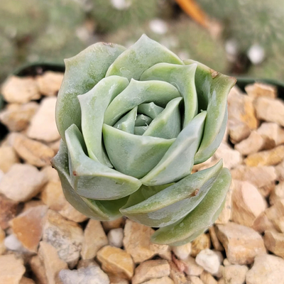 Echeveria Lovely Rose (Bare Rooted)
