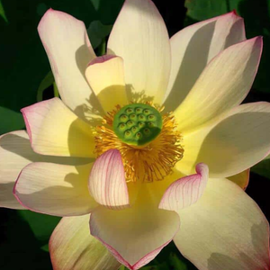 Colorful Brocade Lotus Tuber