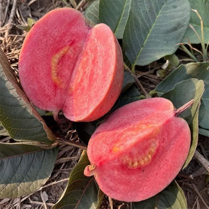 Black Diamond Guava Grafted Tree