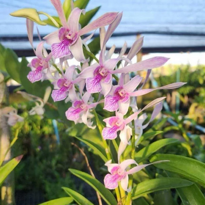 Dendrobium Rabbit Pink (Blooming Size)