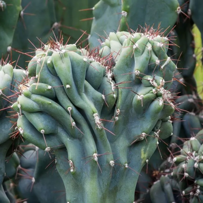 Cereus Forbesii Monstrose (Bare Rooted)