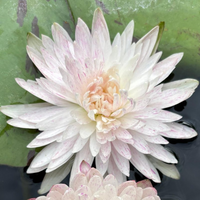 Ineffieble Tropical Waterlily