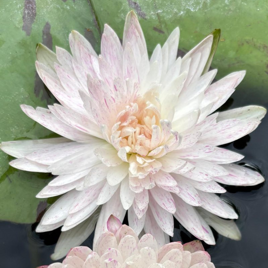Ineffieble Tropical Waterlily