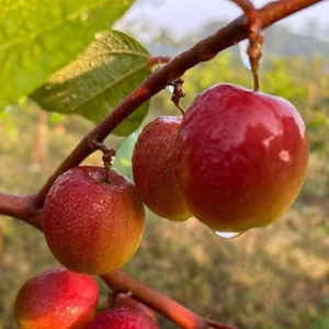 Ball Sundari Apple Ber Grafted Tree